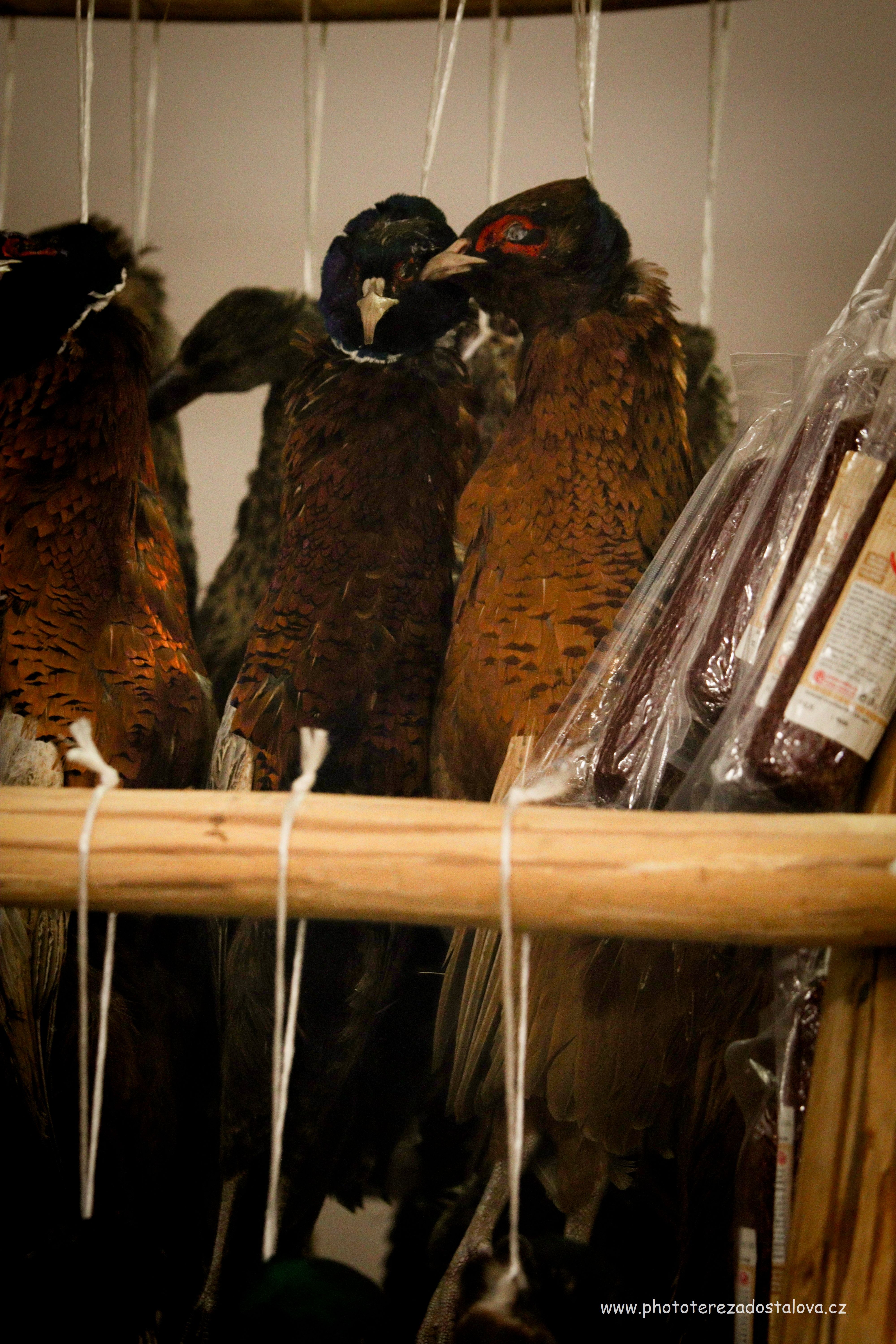 KontatkuKošku-11 (19)